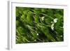 Water-Crowfoot (Ranunculus Fluitans Penicillatus) Flowering Underwater, Cumbria, England, UK-Linda Pitkin-Framed Photographic Print