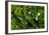 Water-Crowfoot (Ranunculus Fluitans Penicillatus) Flowering Underwater, Cumbria, England, UK-Linda Pitkin-Framed Photographic Print