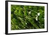 Water-Crowfoot (Ranunculus Fluitans Penicillatus) Flowering Underwater, Cumbria, England, UK-Linda Pitkin-Framed Photographic Print