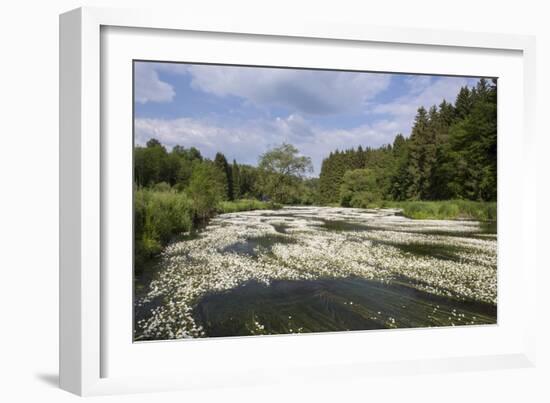 Water Crowfoot (Ranunculus Fluitans)-Mark Doherty-Framed Photographic Print