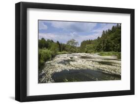 Water Crowfoot (Ranunculus Fluitans)-Mark Doherty-Framed Photographic Print