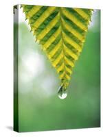 Water Drop Falling From Leaf-null-Stretched Canvas