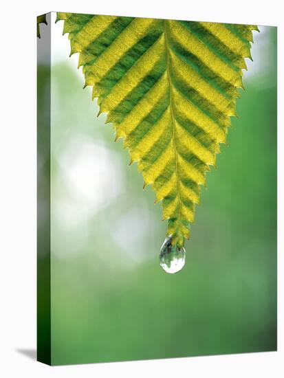 Water Drop Falling From Leaf-null-Stretched Canvas