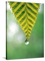 Water Drop Falling From Leaf-null-Stretched Canvas