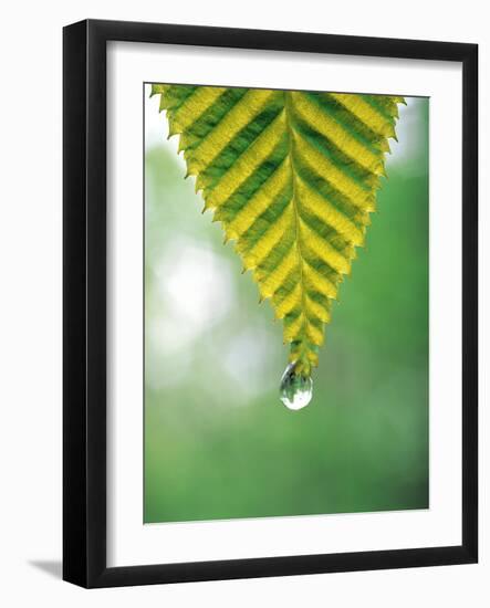 Water Drop Falling From Leaf-null-Framed Photographic Print