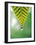 Water Drop Falling From Leaf-null-Framed Photographic Print