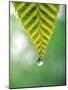 Water Drop Falling From Leaf-null-Mounted Photographic Print