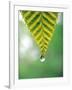 Water Drop Falling From Leaf-null-Framed Photographic Print