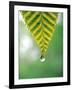 Water Drop Falling From Leaf-null-Framed Photographic Print