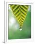 Water Drop Falling From Leaf-null-Framed Photographic Print