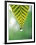 Water Drop Falling From Leaf-null-Framed Photographic Print