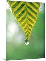 Water Drop Falling From Leaf-null-Mounted Photographic Print