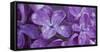 Water drop on Lilacs flowers, Sacramento, California, USA-Panoramic Images-Framed Stretched Canvas