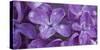 Water drop on Lilacs flowers, Sacramento, California, USA-Panoramic Images-Stretched Canvas