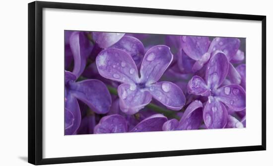 Water drop on Lilacs flowers, Sacramento, California, USA-Panoramic Images-Framed Photographic Print