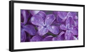 Water drop on Lilacs flowers, Sacramento, California, USA-Panoramic Images-Framed Photographic Print