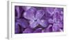Water drop on Lilacs flowers, Sacramento, California, USA-Panoramic Images-Framed Photographic Print