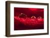 Water dropets on red rose petal.-Adam Jones-Framed Photographic Print