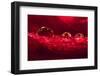 Water dropets on red rose petal.-Adam Jones-Framed Photographic Print