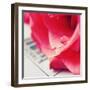 Water Droplet on Petal-Carolina Hernandez-Framed Photographic Print