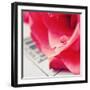 Water Droplet on Petal-Carolina Hernandez-Framed Photographic Print