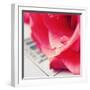 Water Droplet on Petal-Carolina Hernandez-Framed Photographic Print