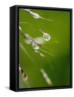 Water Droplets on Grass, Dali, Yunnan, China-Porteous Rod-Framed Stretched Canvas