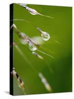 Water Droplets on Grass, Dali, Yunnan, China-Porteous Rod-Stretched Canvas