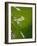 Water Droplets on Grass, Dali, Yunnan, China-Porteous Rod-Framed Photographic Print