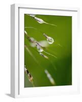 Water Droplets on Grass, Dali, Yunnan, China-Porteous Rod-Framed Photographic Print