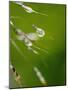 Water Droplets on Grass, Dali, Yunnan, China-Porteous Rod-Mounted Photographic Print