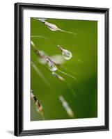 Water Droplets on Grass, Dali, Yunnan, China-Porteous Rod-Framed Photographic Print