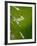 Water Droplets on Grass, Dali, Yunnan, China-Porteous Rod-Framed Photographic Print