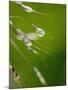 Water Droplets on Grass, Dali, Yunnan, China-Porteous Rod-Mounted Photographic Print