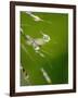 Water Droplets on Grass, Dali, Yunnan, China-Porteous Rod-Framed Photographic Print