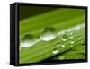 Water Droplets on Grass, Dali, Yunnan, China-Porteous Rod-Framed Stretched Canvas