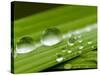 Water Droplets on Grass, Dali, Yunnan, China-Porteous Rod-Stretched Canvas