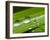 Water Droplets on Grass, Dali, Yunnan, China-Porteous Rod-Framed Photographic Print