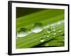 Water Droplets on Grass, Dali, Yunnan, China-Porteous Rod-Framed Photographic Print