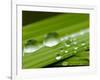 Water Droplets on Grass, Dali, Yunnan, China-Porteous Rod-Framed Photographic Print