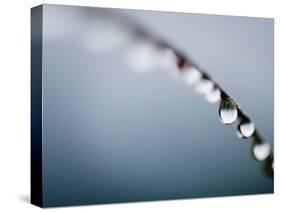 Water Droplets on Grass, Dali, Yunnan, China-Porteous Rod-Stretched Canvas