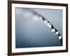 Water Droplets on Grass, Dali, Yunnan, China-Porteous Rod-Framed Photographic Print