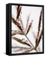 Water Droplets on Grass, Dali, Yunnan, China-Porteous Rod-Framed Stretched Canvas