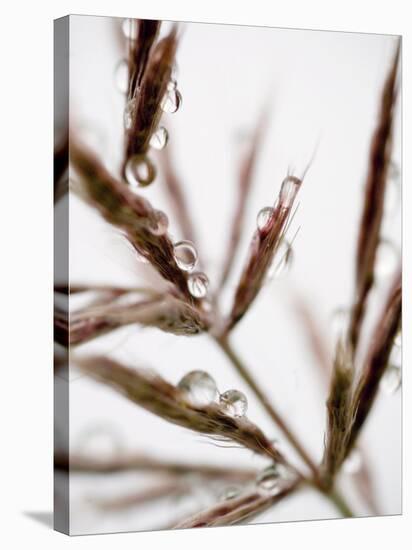 Water Droplets on Grass, Dali, Yunnan, China-Porteous Rod-Stretched Canvas