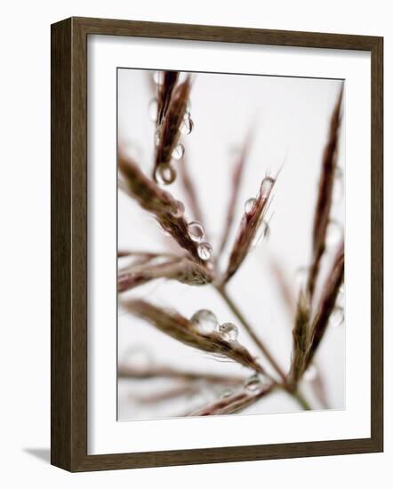 Water Droplets on Grass, Dali, Yunnan, China-Porteous Rod-Framed Photographic Print