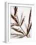 Water Droplets on Grass, Dali, Yunnan, China-Porteous Rod-Framed Photographic Print