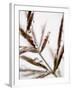 Water Droplets on Grass, Dali, Yunnan, China-Porteous Rod-Framed Photographic Print