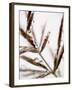 Water Droplets on Grass, Dali, Yunnan, China-Porteous Rod-Framed Photographic Print