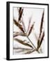 Water Droplets on Grass, Dali, Yunnan, China-Porteous Rod-Framed Photographic Print