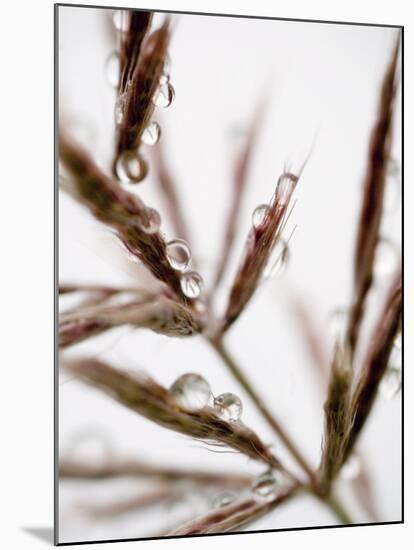 Water Droplets on Grass, Dali, Yunnan, China-Porteous Rod-Mounted Photographic Print